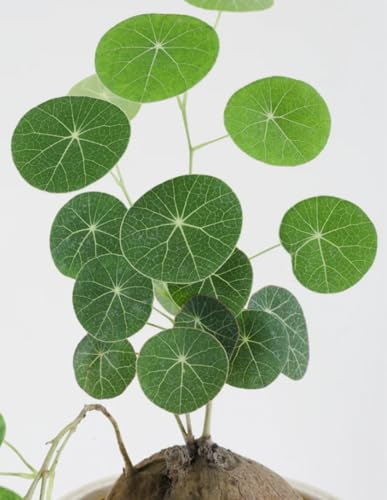 UFO-Pflanze,Winterhart zwiebeln,Peperomioides Pflanzen,Winterhart Mehrjährig,Natürlich,Chinesische Geldpflanze,Pilea Peperomioides,Stephania Erecta Knolle-2 zwiebeln-A