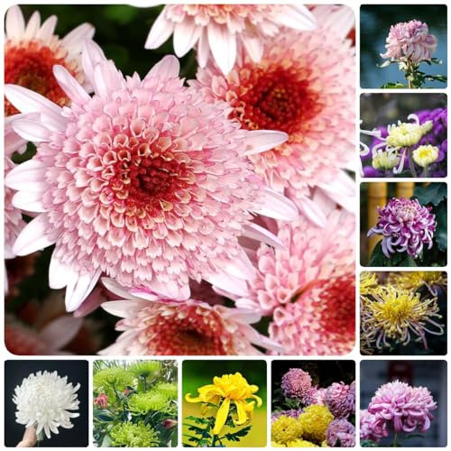 1000 piezas Semillas resistentes de crisantemo mariposa lila Dendranthema morifolium, crisantemo plantas de oficina plantas resistentes para el jardín regalos sostenibles para
