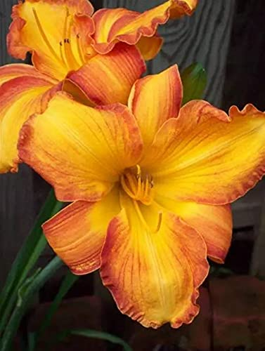 Hemerocallis Rhizome Blumenzwiebeln MehrjäHrig Winterhart-Taglilien Knollen,Mix Von 3 Sorten Für Garten,3 Von Jeder Farbe (15Zwiebeln,A)