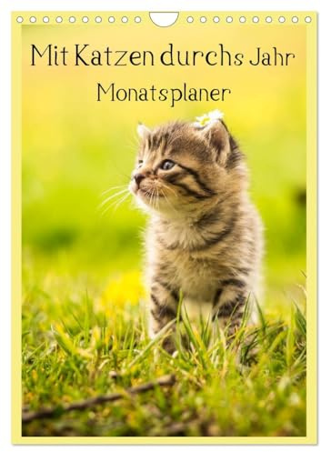 Mit Katzen durchs Jahr/Planer (Wandkalender 2026 DIN A4 hoch), CALVENDO Monatskalender: Ein Terminplaner mit tollen Katzenmotiven (CALVENDO Tiere)