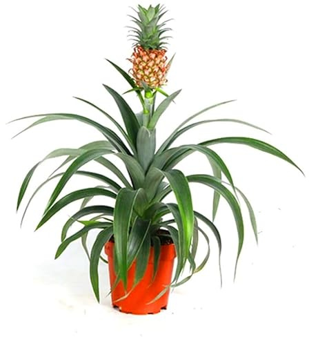 Produktinformationen Ananas 'corona' -Ananas-Pflanze - TopfØ 12 cm, Höhe 40 cm - pflegeleichte Zimmerpflafze