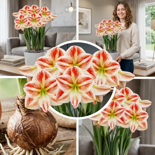 FLORIUM Amaryllis Zwiebel Clown – 1 Blumenzwiebel, aus Holland | 1 große Amaryllis-Zwiebel, Sorte Clown Zwiebel, Großformat 26/30, nicht gewachst, aus Holland, für Topf und Innenbereich