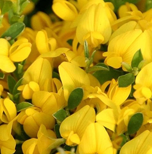 Sandginster Minor 20-30cm - Genista pilosa - lebende Gartenpflanze aus den Baumschulen