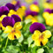 Luojuny Semi di Viola-cornuta, 1 sacchetto di semi Natural Prolific Small High Yield Semi di Viola-cornuta per la casa Semi di viola cornuta