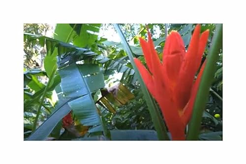 Pcs - 3x Musa (Bananier) Coccinea Rouge Banane Naine Melon-Banane Arbre Plantes - Graines ID1691 - Seeds & Plants Shop by Ipsa