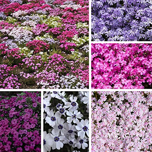Creeping Phlox Collection Plug Plants Nurseryman’s Choice Moss Phlox subulate Hardy Perennial Drought Tolerant Easy to Grow Your Own Garden Flowers from Postiplug Plants by Thompson & Morgan (5)