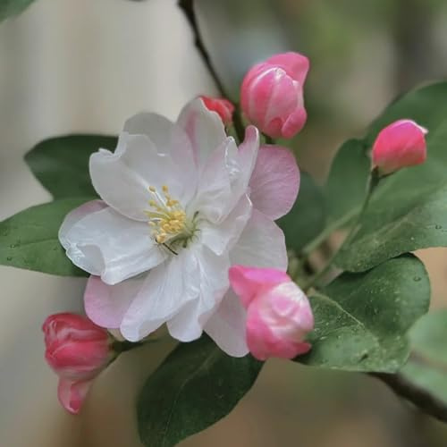 semillas de begonia, malus spectabilis, decoración de sala de estar, balcón, ornamentales, decoración, decorativas, 55pcs