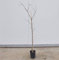Albero Di Mela Annurca (1 Anno)