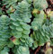 Rundblättrige Fetthenne - Sedum anacampseros