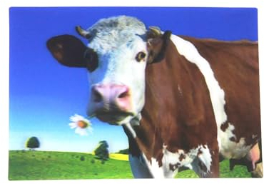 Cornelissen 3 D Ansichtskarte Kuh mit Blume, Postkarte Wackelkarte Hologrammkarte Tier Kühe Rind Kalb