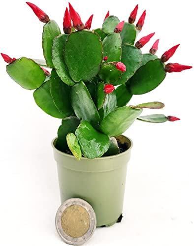 POWERS TO FLOWERS - RHIPSALIS ROSSO MICRO IDEALE PER TERRARIUM, NATALINA, PASQUALINA, VASO 5,5 CM, pianta vera