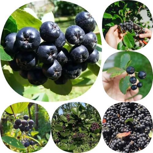 50 pcs Aroniabeeren Samen winterharte kübelpflanzen, obstbäume kaufen Aronia melanocarpa, Beerenstrauch, bäume garten winterhart pflanze bohnenkraut luftreinigende zimmerpflanzen,