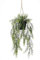 artplants.de Künstlicher Hänger Asparagus sprengeri Blumenampel Andres im Dekotopf, 50cm - Künstlicher Spargel