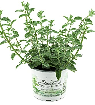 Hierba gatera en maceta de 12 cm, fresca, de cultivo controlado.