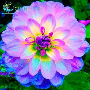 Green : 100Pcs/Lot Dinner Plate Rainbow Dahlia Seeds Chinese Peony Bonsai Flower Seeds Mixed Color Bonsai for Home Garden Plantting