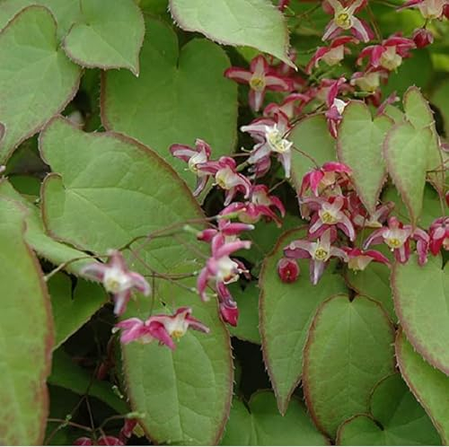 6 x Elfenblume - Epimedium Rubrum Topf 9x9cm: Rote Blüten, schattenverträglich, wintergrün, für naturnahe Gärten.
