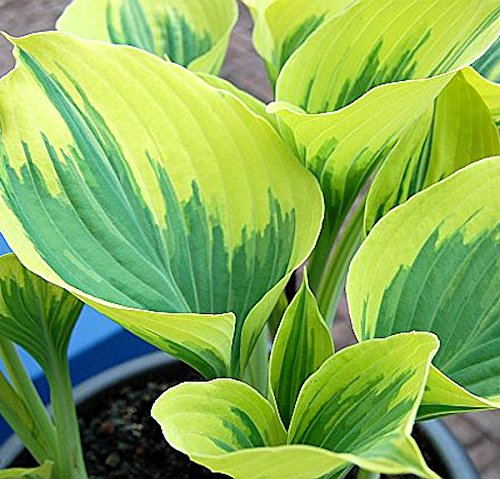 Funkie Liberty - Hosta cultorum