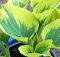 Funkie Liberty - Hosta cultorum