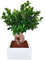 I Giardini di Giulia | Bonsai Ficus Ginseng in Vaso Minos 25x25 cm | Pianta Decorativa da Interno, Facile da Curare | Altezza 50 cm, Ideale per Casa e Ufficio (Bianco)
