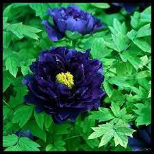 Graines de pivoine arbustive bleu foncé paquet de 100 graines