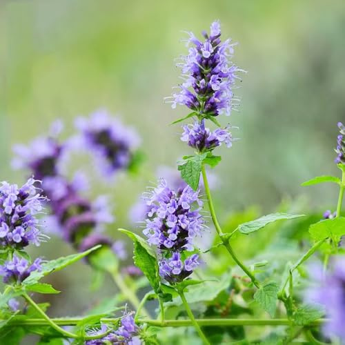 semi di ortica profumati, resistenti Agastache foeniculum, giardino di verdi vecchie varietà regali per giardinieri da balcone per aiuole rialzate 300pcs