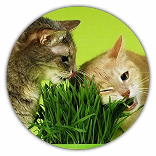 Katzengras Samen ca. 100 Stück/Avena sativa/Nahrung für die Katze/vitamin- und mineralstoffreich