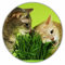 Katzengras Samen ca. 100 Stück/Avena sativa/Nahrung für die Katze/vitamin- und mineralstoffreich