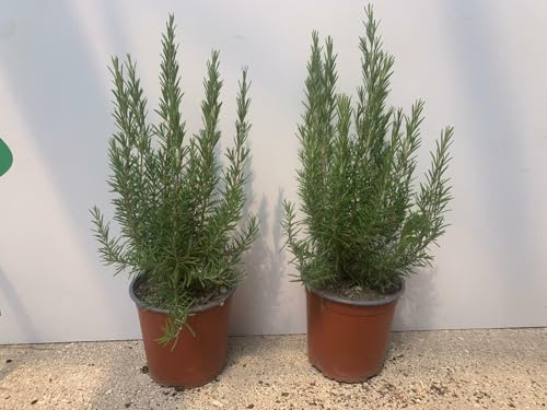 PIANTA DI ROSMARINO ERETTO vaso 18 cm altezza 30 cm (foto reali)