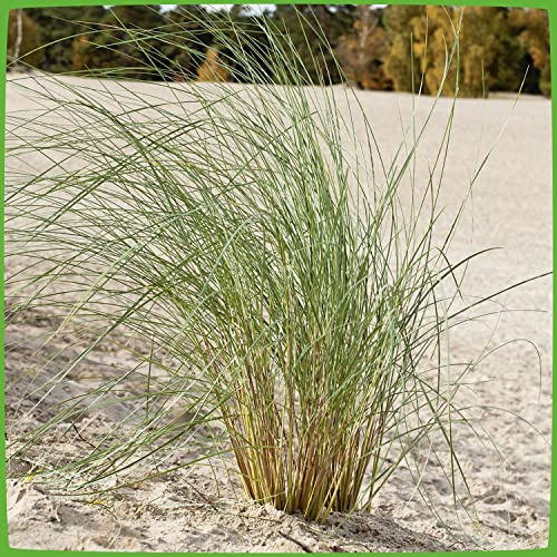 GARTEN SCHLÜTER® Strandhafer - Ammophila arenaria | 3 Pflanze im Topfballen
