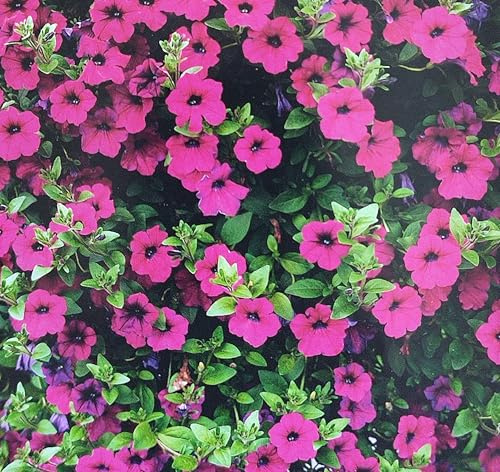 Petunie hängend violett Saat Saatgut Petunia violacea duftend ca.500 Samen