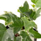 Hiedra Variegata | DECOALIVE | Planta de Interior Natural | Hedera Helix Hiedra de Interior