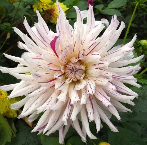 Ausverkauf : Dahlienknolle : Dahlia - Dahlie Kaktusdahlie  Mick's Peppermint  1 Knolle/Rhizom