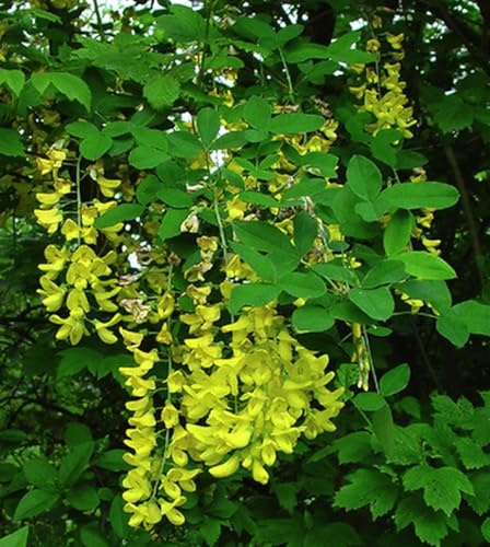 Goldregen, Gemeiner Goldregen 40-60 cm - Laburnum anagyroides | 40-60 cm pot