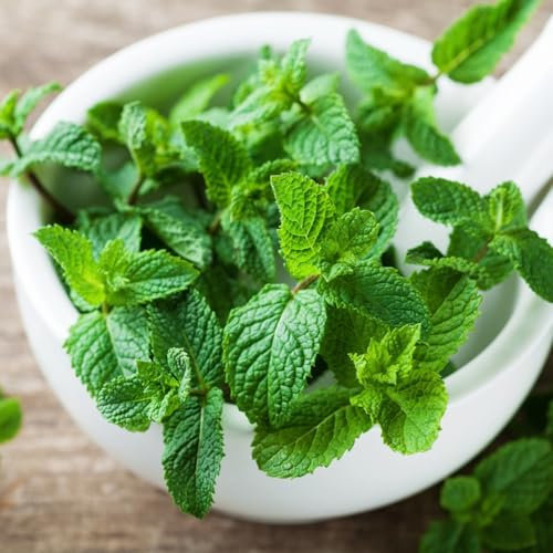 400 Pc Semi Di Menta Perenne Resistente - Semi Per La Coltivazione Di Antiche Varietà Di Piante, Mentha Canadensis, Piante Esotiche Perenni Resistenti Piante In Vaso Resistenti, Aiuola