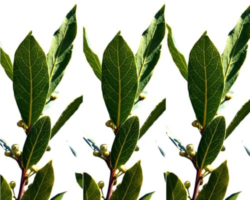 3 Plantas natural Laurus Nobilis. Laurel 10-15 cm. En cepellón listo para plantar. Aroma agradable, hojas culinarias, resistente, fomenta biodiversidad y sirve como seto decorativo o barrera.