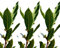 3 Plantas natural Laurus Nobilis. Laurel 10-15 cm. En cepellón listo para plantar. Aroma agradable, hojas culinarias, resistente, fomenta biodiversidad y sirve como seto decorativo o barrera.