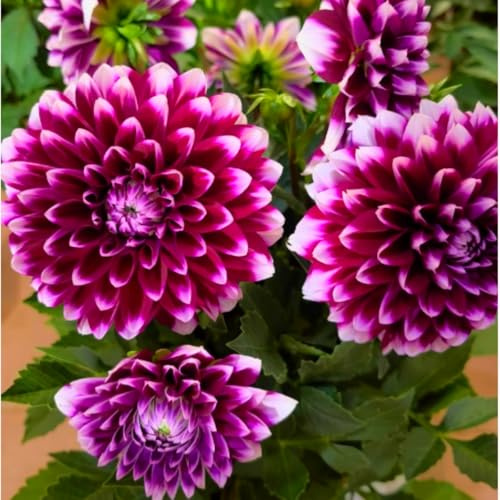Dahlia Bulbs – Giant Flowers – Easy to Grow for Vibrant Summer & Fall Displays-2 Bulbs-I
