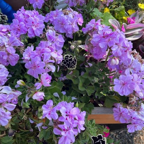 geranien - kübel büro balkon garten bienenweide 600samen