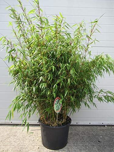 Fargesia rufa P9-0,5 Liter - Schirmbambus - Heckenbambus