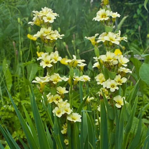 6 x Argentinisches Grasschwertel - Sisyrinchium Striatum Topf 9x9cm: Exotische Akzente im Garten
