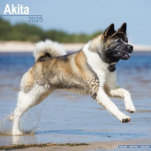 Akitas 2025 - 16-Monatskalender: Original Avonside-Kalender [Mehrsprachig] [Kalender] (Wall-Kalender)