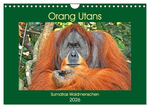 Orang Utans Sumatras Waldmenschen (Wandkalender 2026 DIN A4 quer), CALVENDO Monatskalender: Bezaubernde Momentaufnahmen der faszinierenden Menschenaffen (CALVENDO Tiere)
