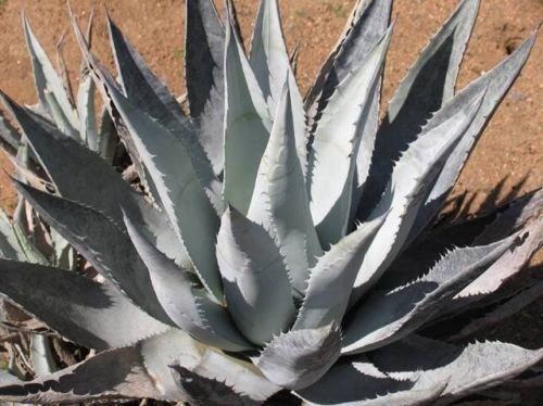 Agave desertii esotici succulente Selten semi di Cactus pianta di Aloe giardino Topf 15 SEMI