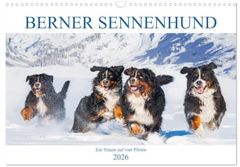Berner Sennenhund - Ein Traum auf vier Pfoten (Wandkalender 2026 DIN A3 quer), CALVENDO Monatskalender: Er ist traumhaft schön, wenn nicht sogar die ... Bilder dieser Traumhunde. (CALVENDO Tiere)