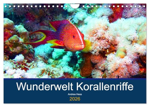 Wunderwelt Korallenriffe (Wandkalender 2026 DIN A4 quer), CALVENDO Monatskalender: Farbenpracht und Artenvielfalt unter Wasser (CALVENDO Hobbys)