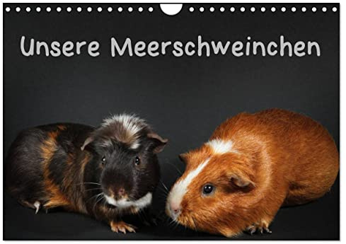 Unsere Meerschweinchen (Wandkalender 2026 DIN A4 quer), CALVENDO Monatskalender: Lustige Meerschweinchenfotos (CALVENDO Tiere)