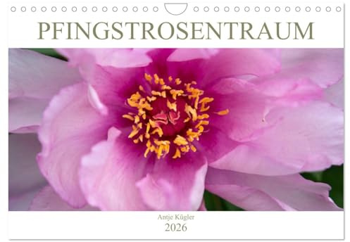Pfingstrosentraum (Wandkalender 2026 DIN A4 quer), CALVENDO Monatskalender: Beeindruckende Blüten, die unterschiedlicher nicht sein können. (CALVENDO Natur)