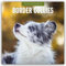Border Collies – Border Collie 2025 – 16-Monatskalender: Original Red Robin Publishing Ltd-Kalender [Mehrsprachig] [Kalender] (Wall-Kalender)