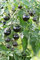 Seedeo® Tomate Indigo Rose (Lycopersicum L.) 20 Samen BIO