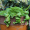 peiyee 3 pcs niedlichen hängende Frösche Frosch deko für Teich, Terrassenpflanzen, Garten, Balkon, Blumentopf, Dekoration